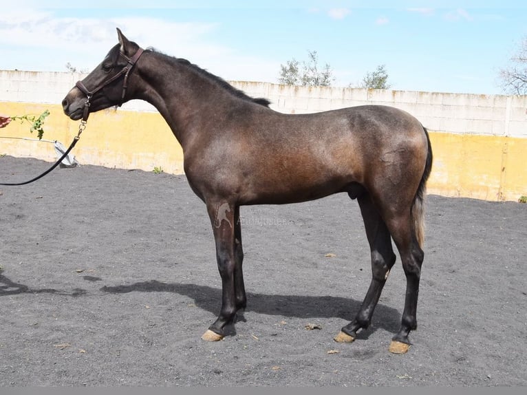 PRE Stallion 2 years 14,1 hh Grey in Provinz Granada