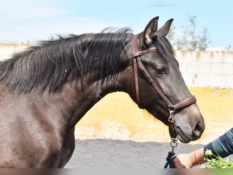 PRE Stallion 2 years 14,1 hh Grey in Provinz Granada