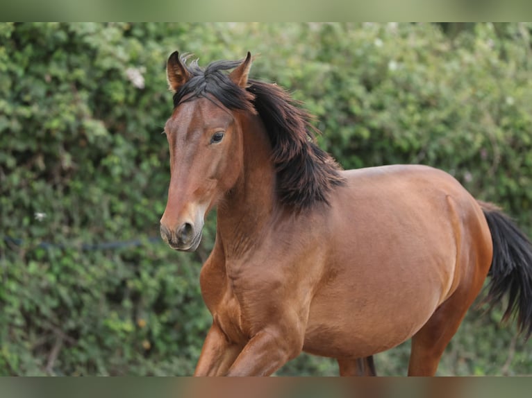 PRE Mix Stallion 2 years 14,2 hh Brown in Speyer