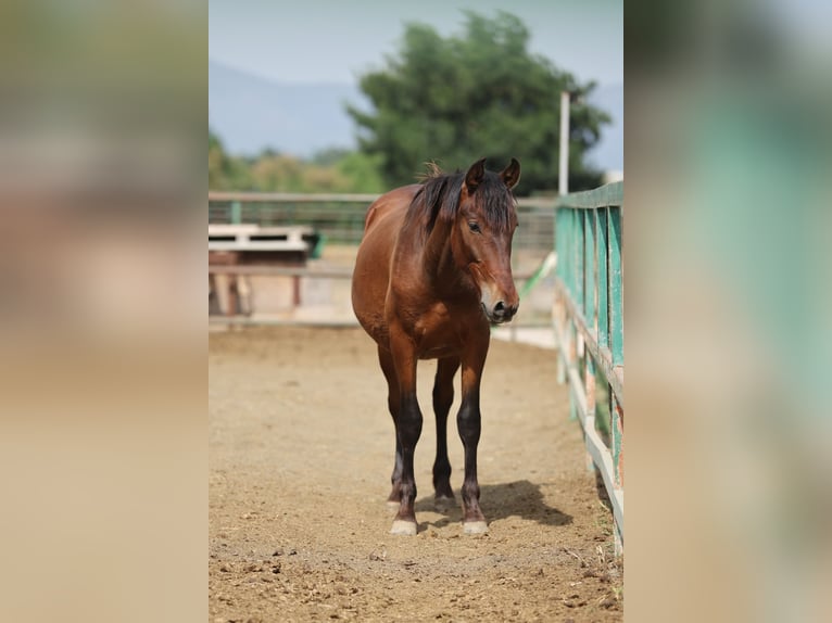 PRE Mix Stallion 2 years 14,2 hh Brown in Speyer