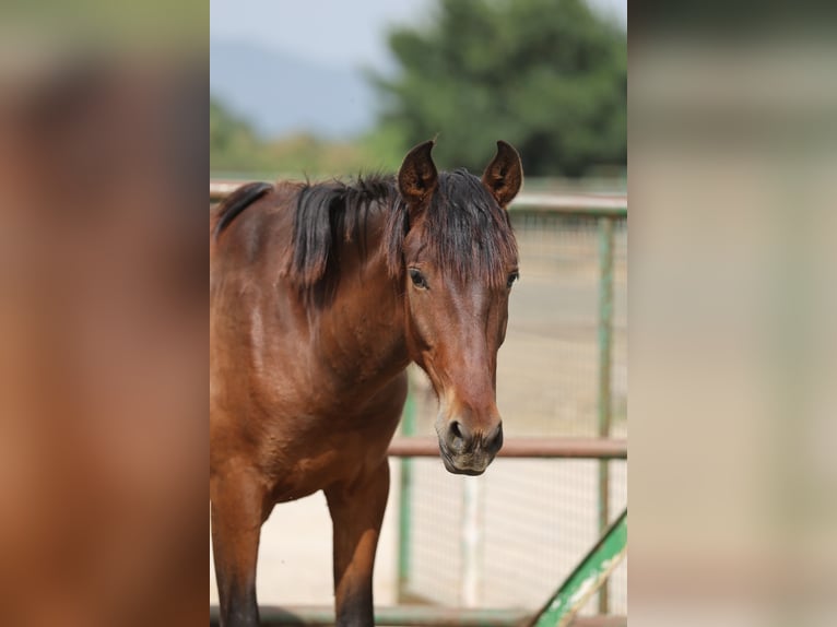 PRE Mix Stallion 2 years 14,2 hh Brown in Speyer