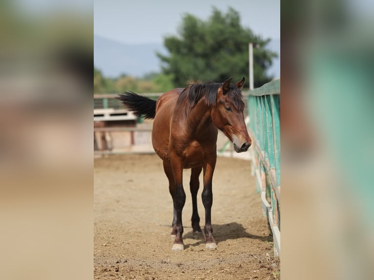 PRE Mix Stallion 2 years 14,2 hh Brown in Speyer