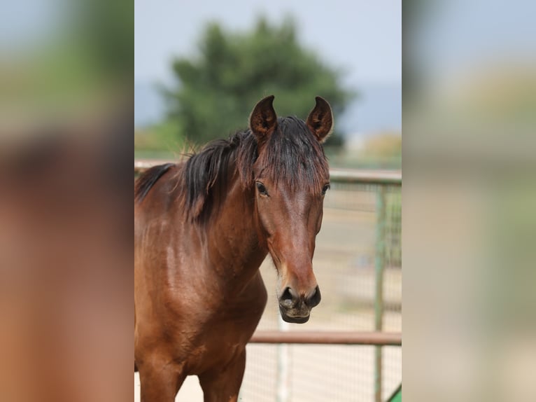 PRE Mix Stallion 2 years 14,2 hh Brown in Speyer