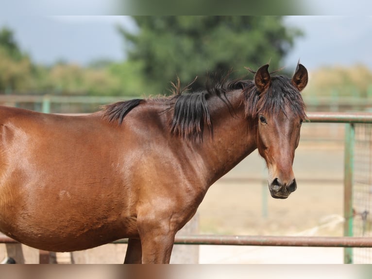 PRE Mix Stallion 2 years 14,2 hh Brown in Speyer