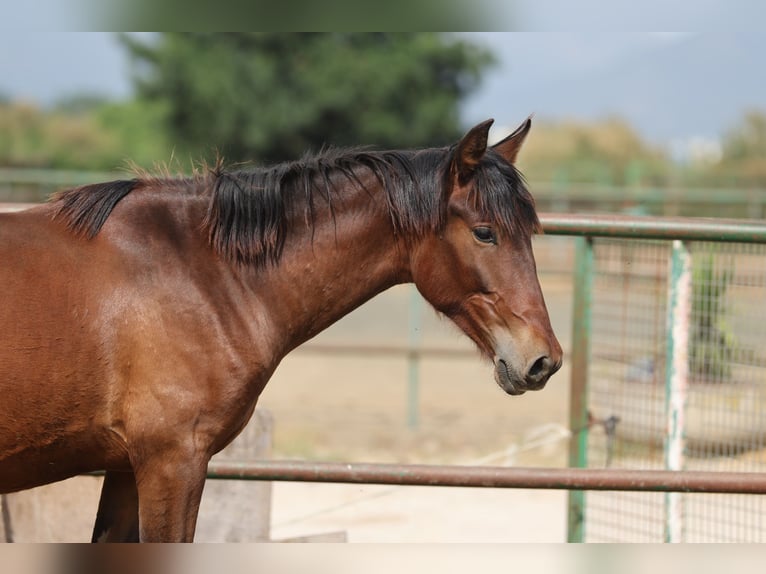 PRE Mix Stallion 2 years 14,2 hh Brown in Speyer