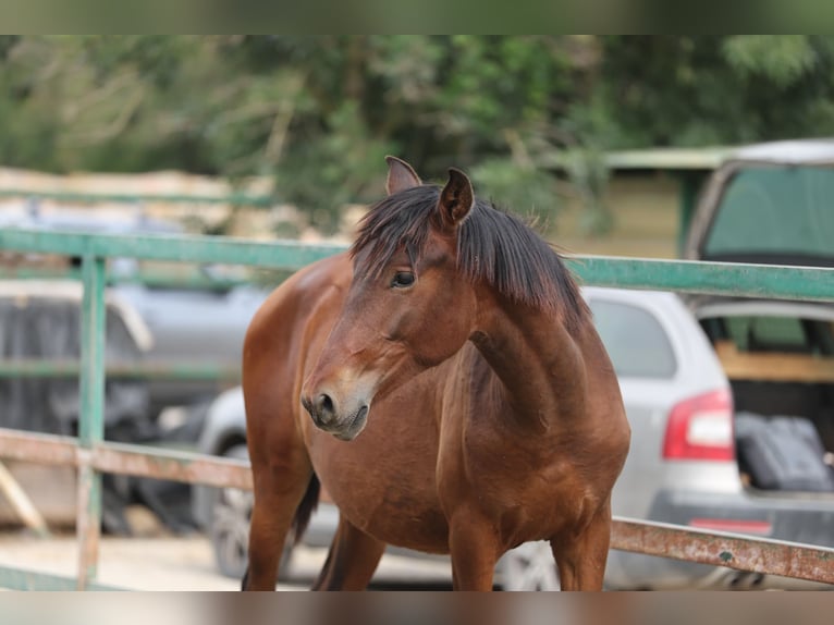 PRE Mix Stallion 2 years 14,2 hh Brown in Speyer