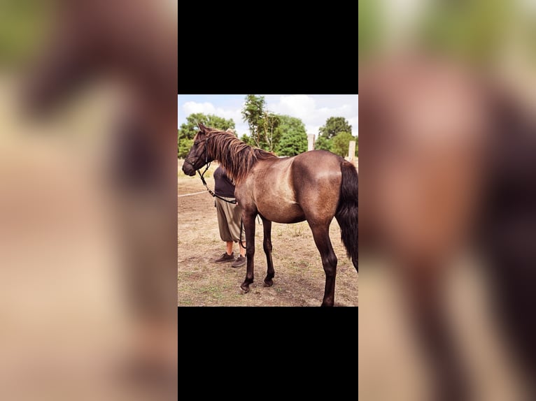 PRE Mix Stallion 2 years 14,3 hh Black in Thyrow