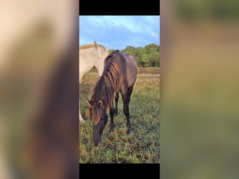 PRE Mix Stallion 2 years 14,3 hh Black in Thyrow