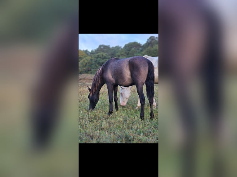 PRE Mix Stallion 2 years 14,3 hh Black in Thyrow