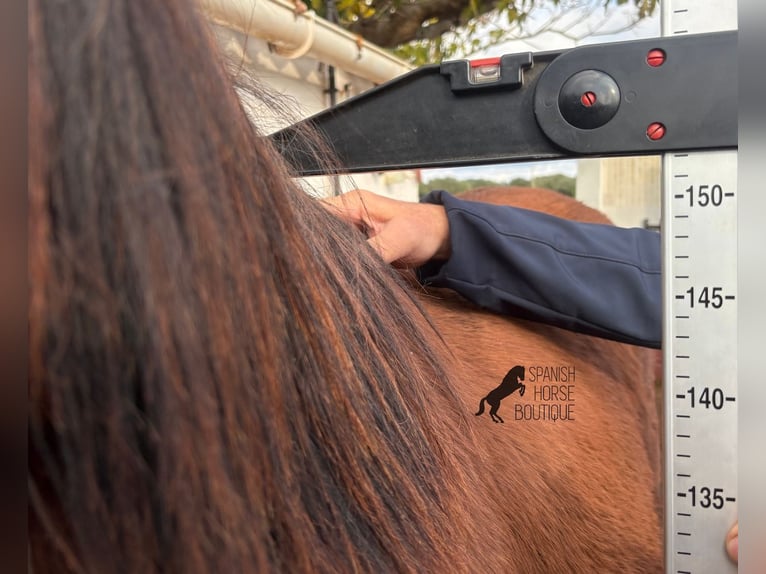 PRE Stallion 2 years 14,3 hh Brown in Menorca