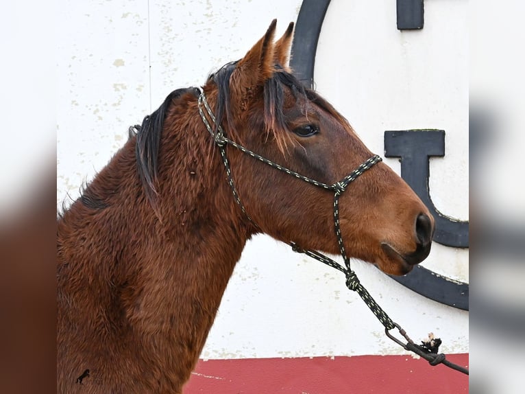 PRE Stallion 2 years 14,3 hh Brown in Menorca