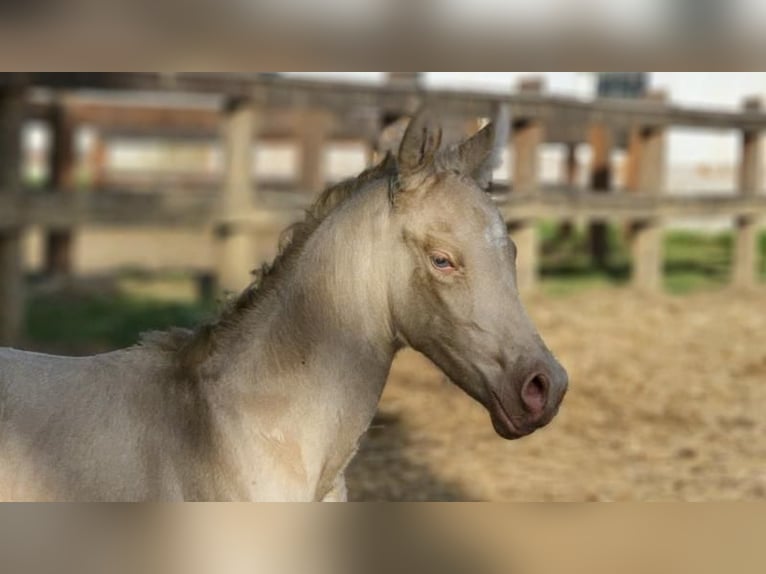 PRE Mix Stallion 2 years 14,3 hh Perlino in Visz