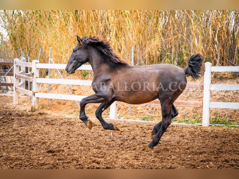 PRE Stallion 2 years 15,1 hh Black in Valencia