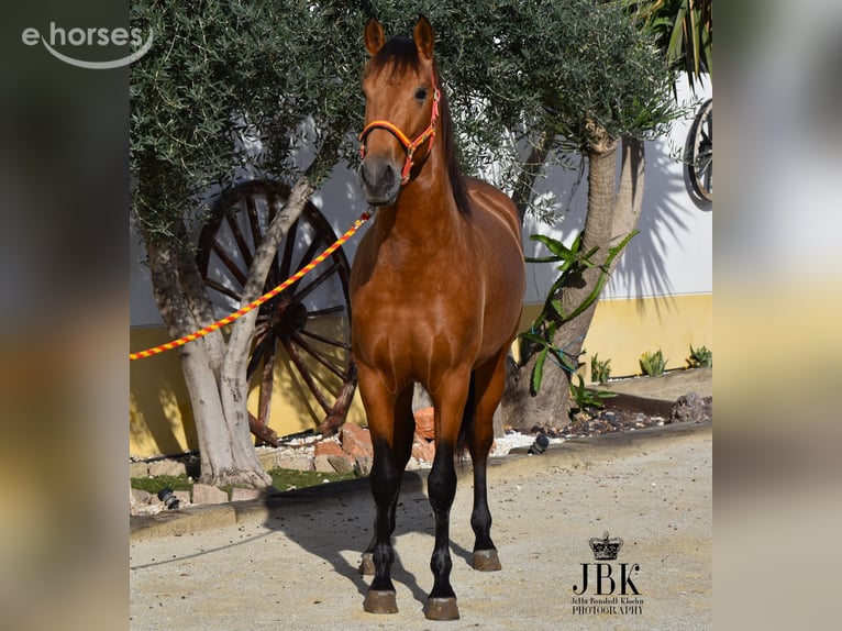PRE Mix Stallion 2 years 15.1 hh Brown in Tabernas Almeria