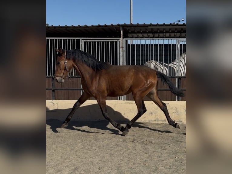 PRE Stallion 2 years 15.1 hh Brown in Vila-Seca