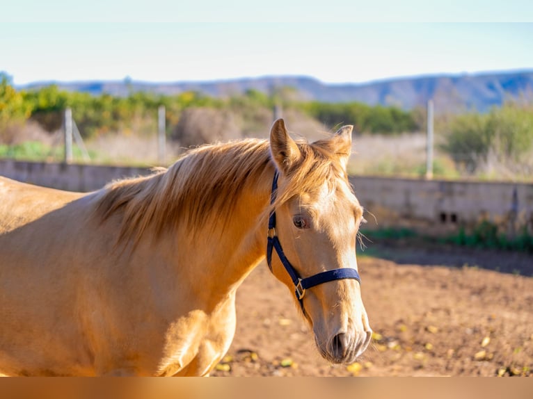 PRE Mix Stallion 2 years 15,1 hh Champagne in Rafelguaraf