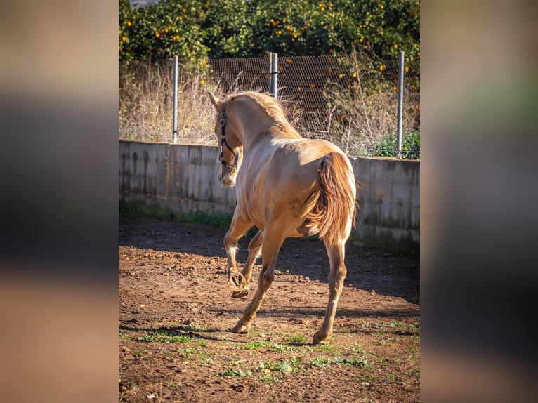 PRE Mix Stallion 2 years 15,1 hh Champagne in Rafelguaraf