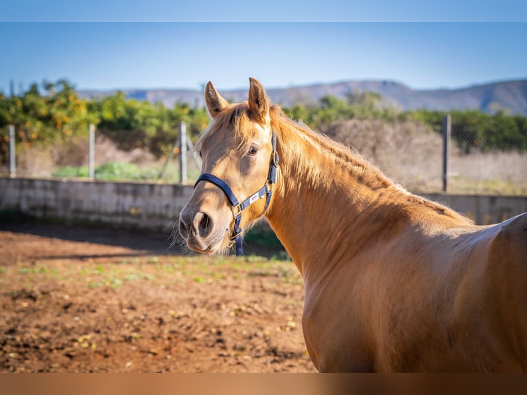 PRE Mix Stallion 2 years 15,1 hh Champagne in Rafelguaraf