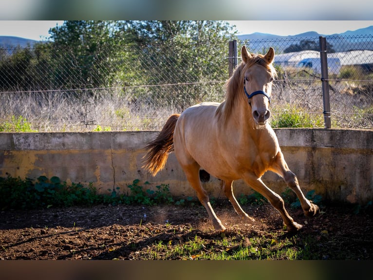 PRE Mix Stallion 2 years 15,1 hh Champagne in Rafelguaraf