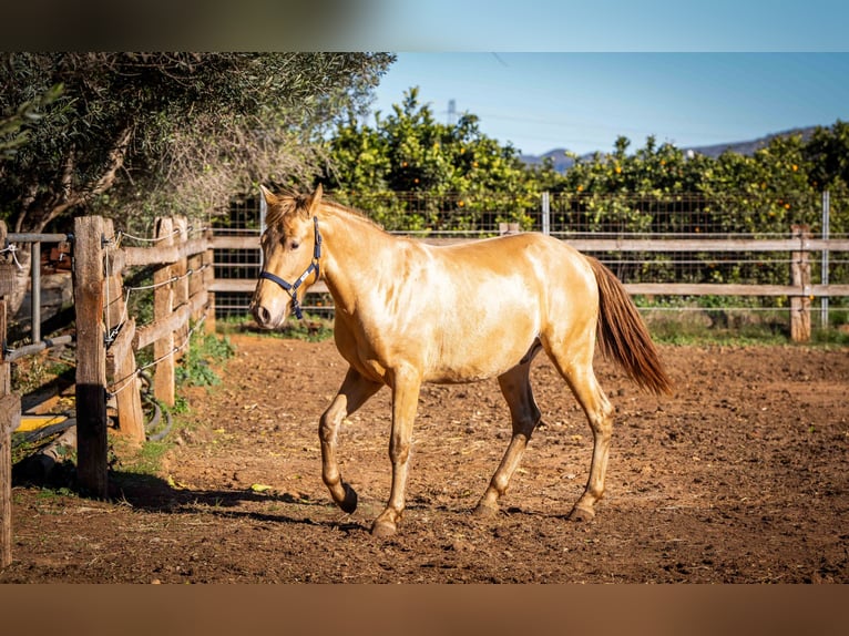 PRE Mix Stallion 2 years 15,1 hh Champagne in Rafelguaraf