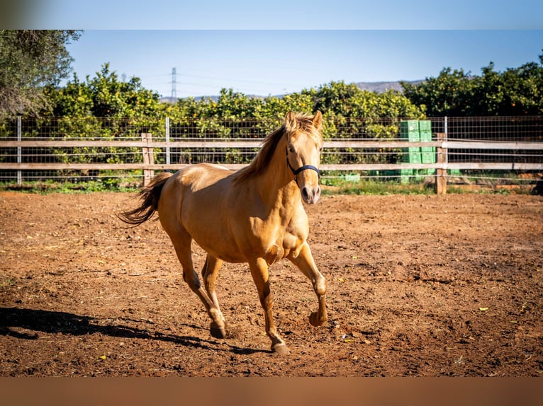 PRE Mix Stallion 2 years 15,1 hh Champagne in Rafelguaraf