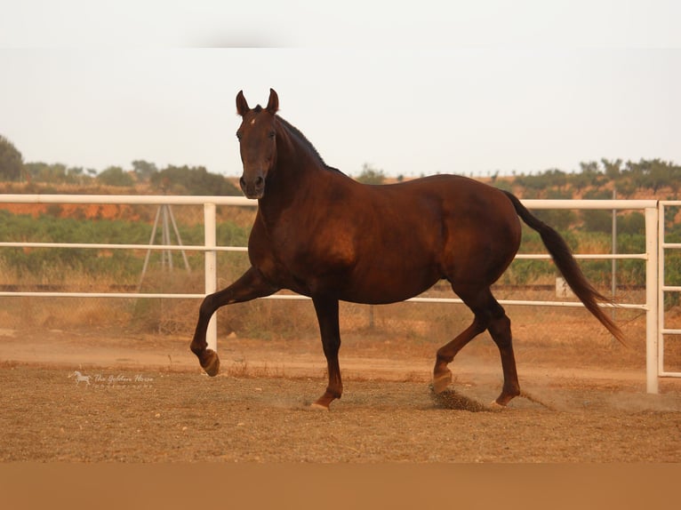 PRE Mix Stallion 2 years 15,1 hh Chestnut-Red in Rafelguaraf