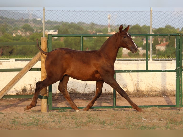 PRE Mix Stallion 2 years 15,1 hh Chestnut-Red in Rafelguaraf