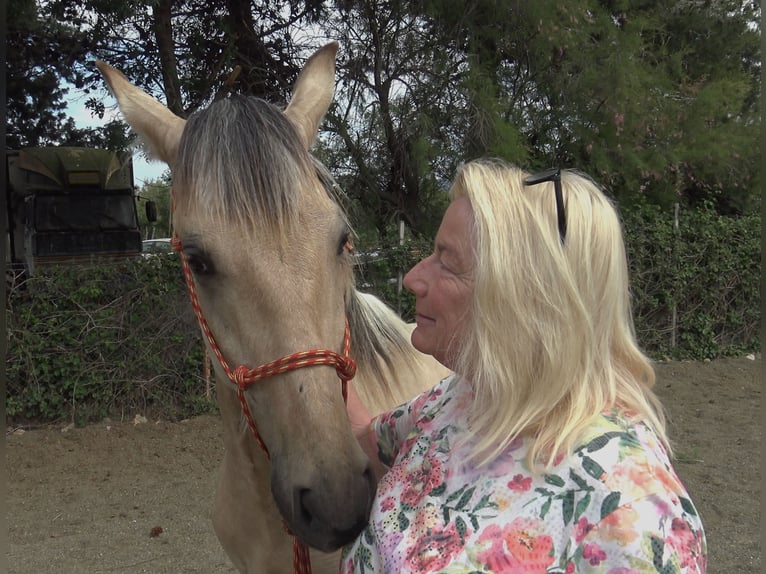 PRE Mix Stallion 2 years 15,1 hh Dun in Pedret i Marzá Cataluña