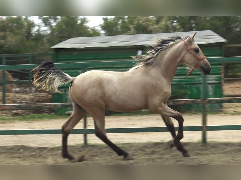 PRE Mix Stallion 2 years 15,1 hh Dun in Pedret i Marzá Girona