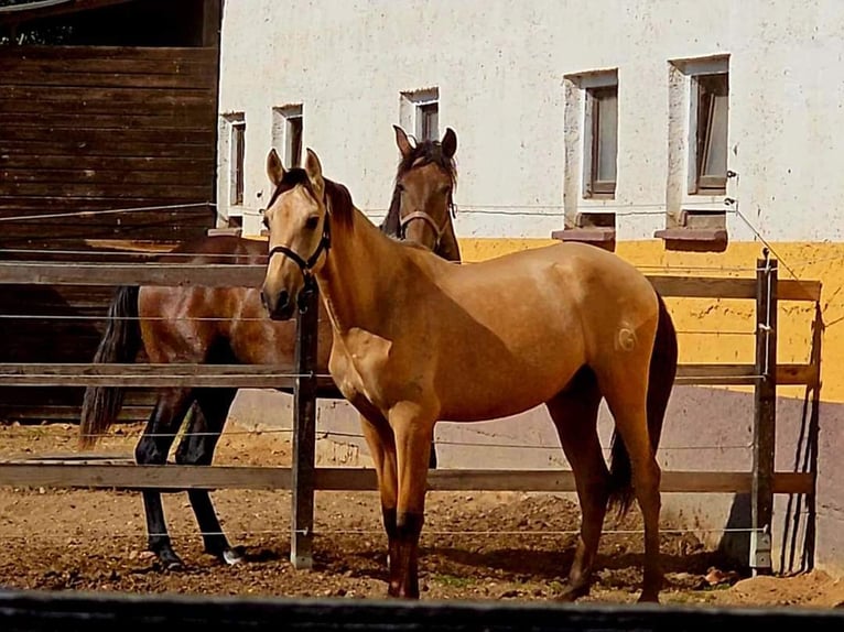 PRE Stallion 2 years 15,1 hh Dun in Polenz