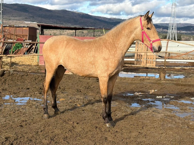 PRE Stallion 2 years 15.1 hh Dun in El Tiemblo