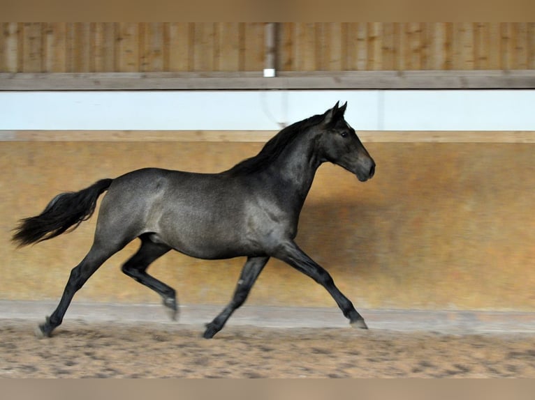 PRE Stallion 2 years 15,1 hh Gray in Waldhölzbach