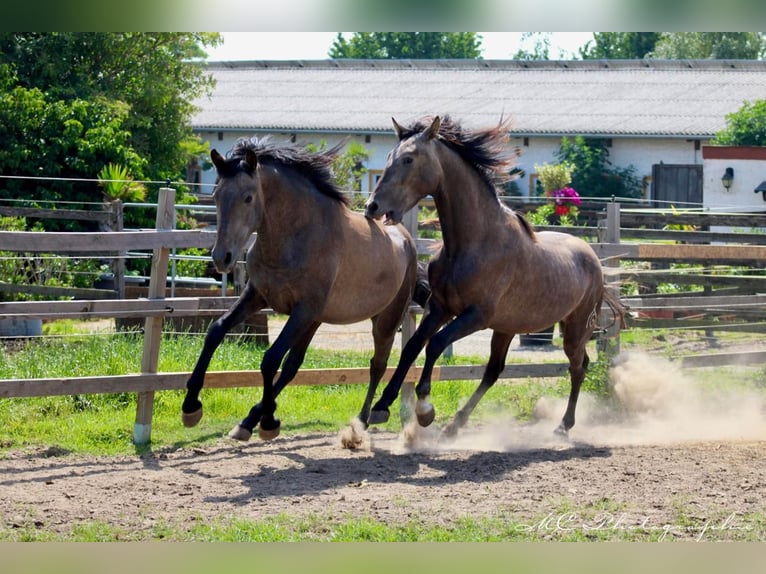 PRE Stallion 2 years 15,1 hh Gray in Brandis