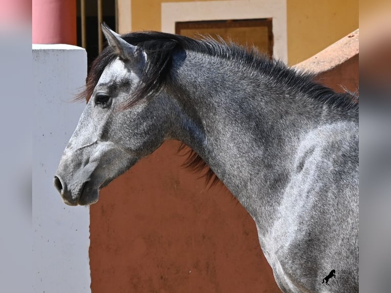 PRE Mix Stallion 2 years 15.1 hh Grey in Menorca