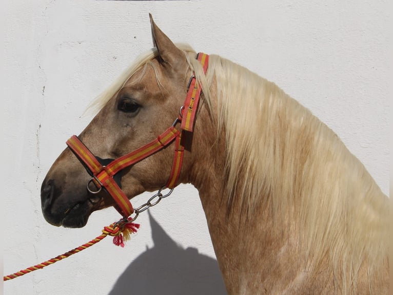 PRE Stallion 2 years 15,1 hh Palomino in Vejer de la Frontera