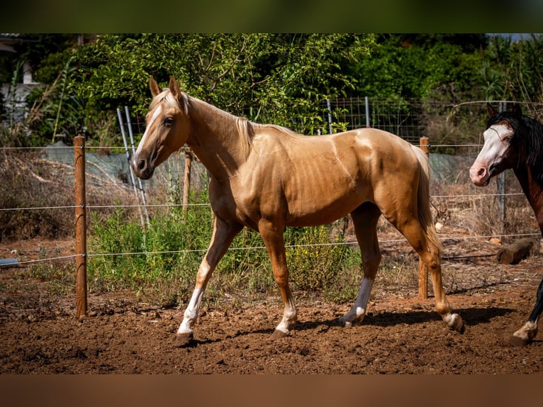 PRE Stallion 2 years 15,1 hh Palomino in Rafelguaraf