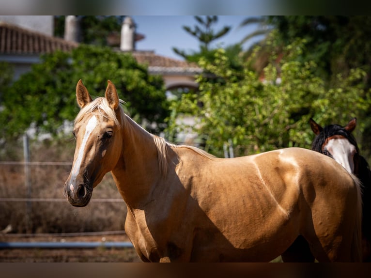 PRE Stallion 2 years 15,1 hh Palomino in Rafelguaraf