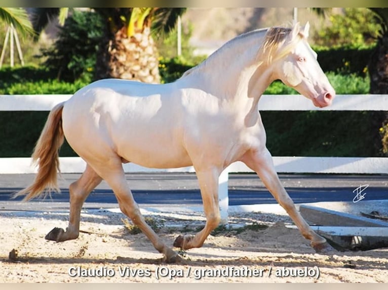 PRE Stallion 2 years 15,1 hh Pearl in Provinz Cordoba