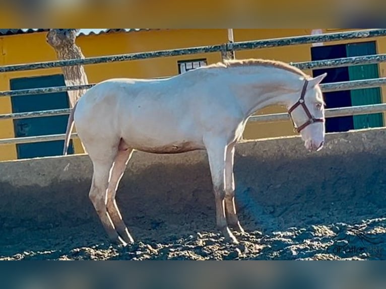 PRE Stallion 2 years 15,1 hh Perlino in Barcelona