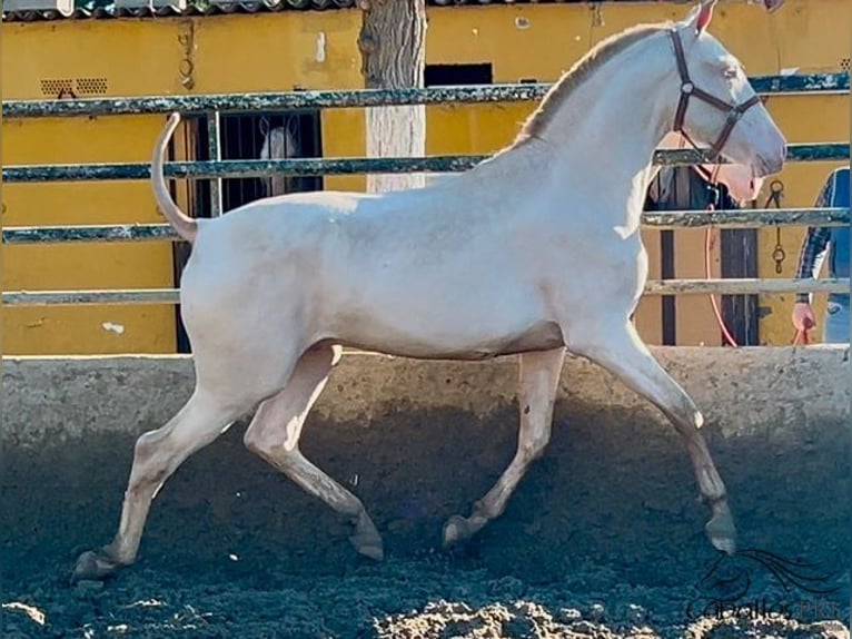 PRE Stallion 2 years 15,1 hh Perlino in Barcelona