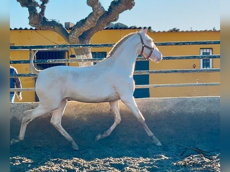 PRE Stallion 2 years 15,1 hh Perlino in Barcelona