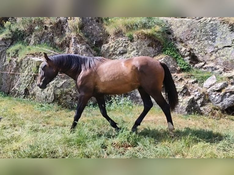 PRE Stallion 2 years 15.1 hh Smoky-Black in Cillorigo de Liebana
