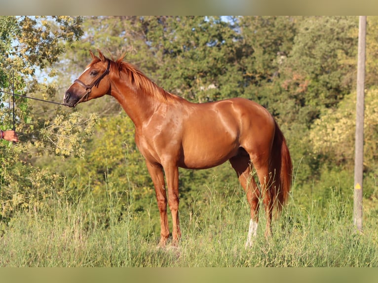 PRE Mix Stallion 2 years 15,1 hh Sorrel in Vilanova I La Geltru