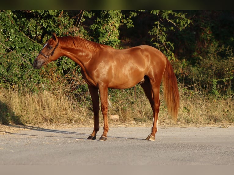 PRE Mix Stallion 2 years 15,1 hh Sorrel in Vilanova I La Geltru