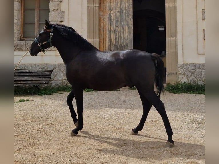 PRE Mix Stallion 2 years 15,2 hh in Hamburg