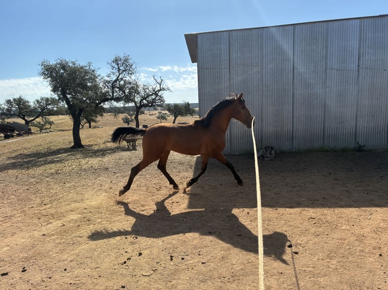 PRE Stallion 2 years 15.2 hh Bay in Paymogo