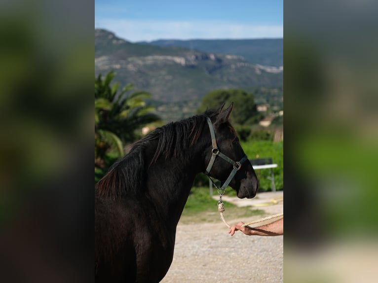 PRE Mix Stallion 2 years 15,2 hh Black in Hamburg