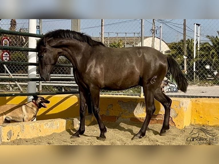 PRE Stallion 2 years 15,2 hh Black in Barcelona