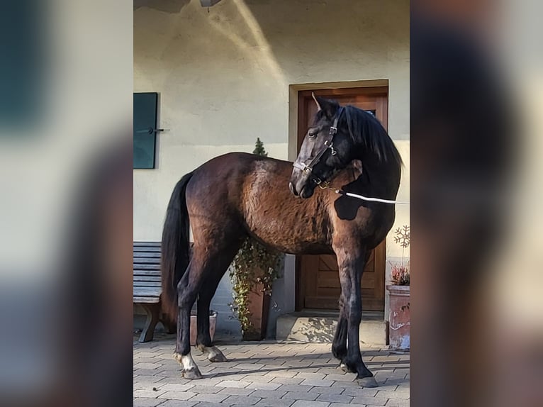 PRE Mix Stallion 2 years 15,2 hh Black in Edling