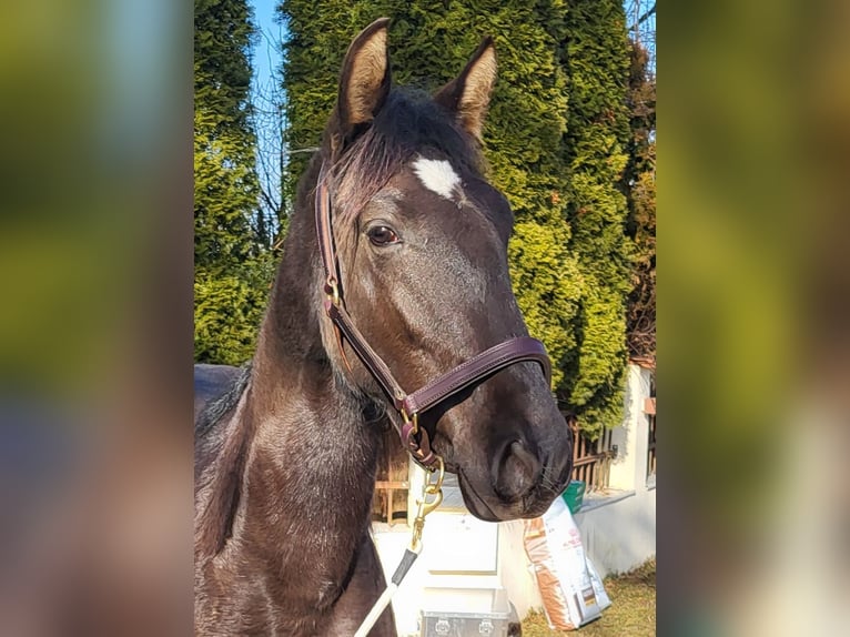 PRE Mix Stallion 2 years 15,2 hh Black in Edling